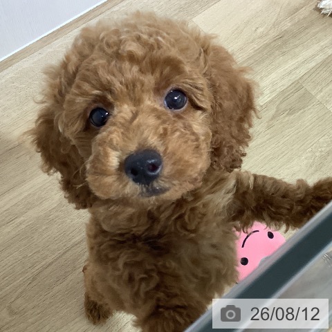 長野県のトイプードル(トイ) (ペットプラス 長野店/2026年6月7日生まれ/男の子/レッド)の子犬の3枚目の画像