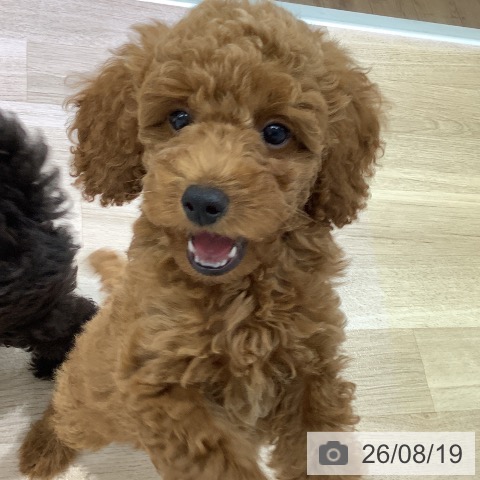 長野県のトイプードル(トイ) (ペットプラス 長野店/2026年6月7日生まれ/男の子/レッド)の子犬の3枚目の画像
