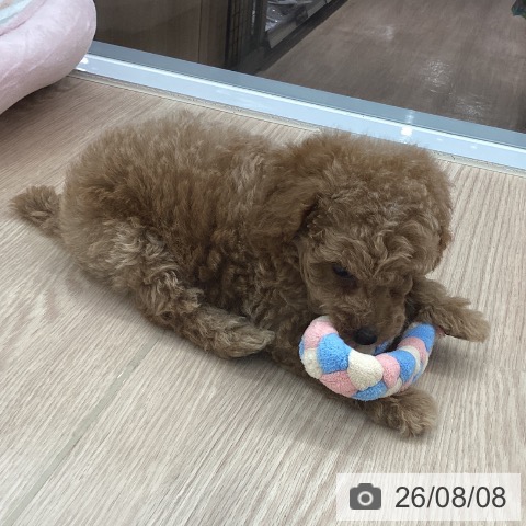 埼玉県のトイプードル(トイ) (ペットプラス 川口店/2026年6月7日生まれ/男の子/アプリコット)の子犬の4枚目の画像