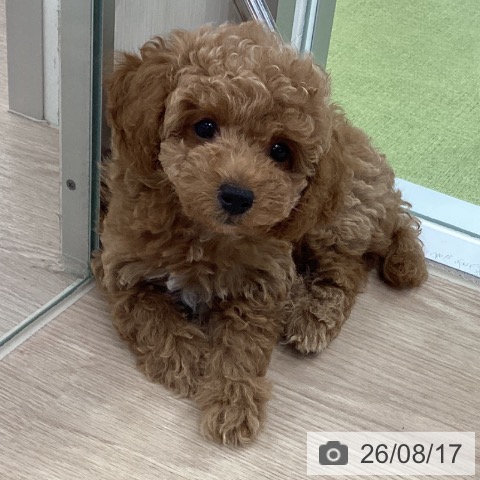 埼玉県のトイプードル(トイ) (ペットプラス 川口店/2026年6月7日生まれ/男の子/アプリコット)の子犬の3枚目の画像