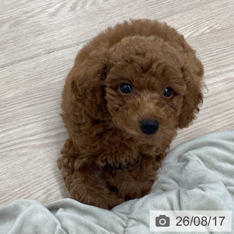 埼玉県のトイプードル(トイ) (ペットプラス 川口店/2026年6月7日生まれ/男の子/レッド)の子犬の3枚目の画像