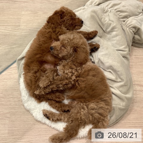 埼玉県のトイプードル(トイ) (ペットプラス 川口店/2026年6月7日生まれ/男の子/レッド)の子犬の3枚目の画像
