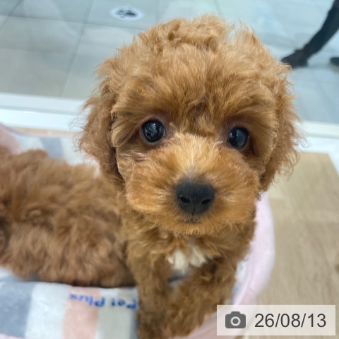 長野県のトイプードル(トイ) (ペットプラス 須坂店/2026年6月7日生まれ/女の子/レッド)の子犬の4枚目の画像