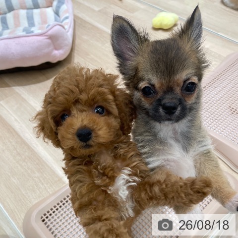 長野県のトイプードル(トイ) (ペットプラス 須坂店/2026年6月7日生まれ/女の子/レッド)の子犬の4枚目の画像