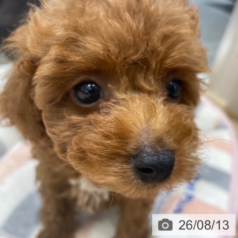 長野県のトイプードル(トイ) (ペットプラス 須坂店/2026年6月7日生まれ/女の子/レッド)の子犬の3枚目の画像