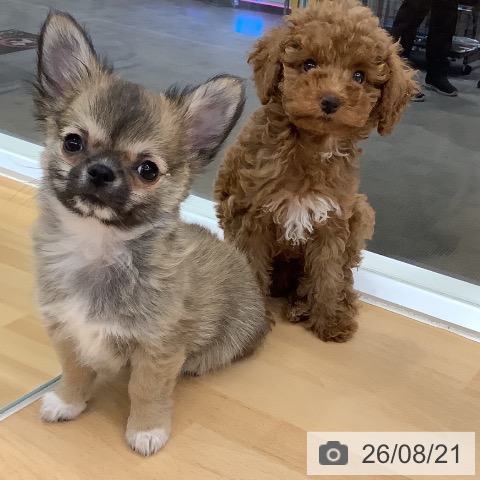 長野県のトイプードル(トイ) (ペットプラス 松本店/2026年6月7日生まれ/女の子/レッド)の子犬の4枚目の画像
