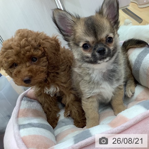 長野県のトイプードル(トイ) (ペットプラス 松本店/2026年6月7日生まれ/女の子/レッド)の子犬の3枚目の画像