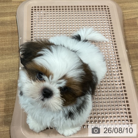 埼玉県のシーズー (ペッツワン 新座店/2026年6月8日生まれ/男の子/ゴールドホワイト)の子犬の4枚目の画像