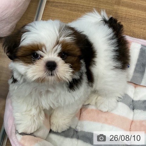 埼玉県のシーズー (ペッツワン 新座店/2026年6月8日生まれ/男の子/ゴールドホワイト)の子犬の3枚目の画像