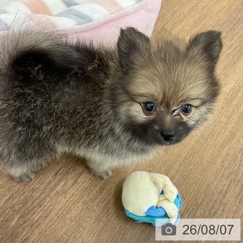 ポメラニアンの写真