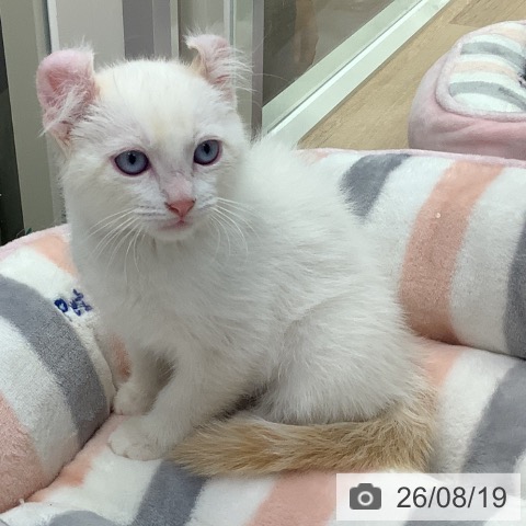 東京都のアメリカンカール (ペットプラス 日の出店/2026年6月7日生まれ/男の子/レッドポイント)の子猫の4枚目の画像