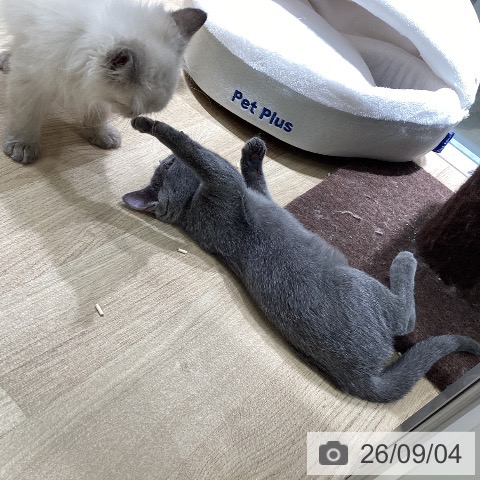 ロシアンブルーの写真