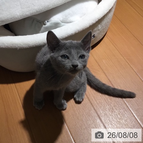 ロシアンブルーの写真
