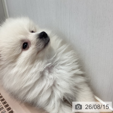 神奈川県のポメラニアン (ペットプラス 海老名店/2026年6月10日生まれ/男の子/クリーム)の子犬の3枚目の画像