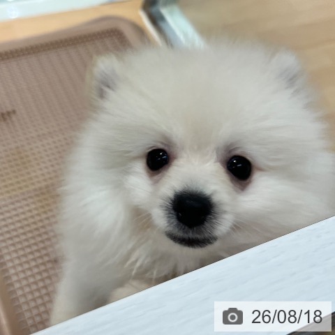 神奈川県のポメラニアン (ペットプラス 海老名店/2026年6月10日生まれ/男の子/クリーム)の子犬の4枚目の画像