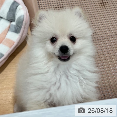 神奈川県のポメラニアン (ペットプラス 海老名店/2026年6月10日生まれ/男の子/クリーム)の子犬の3枚目の画像