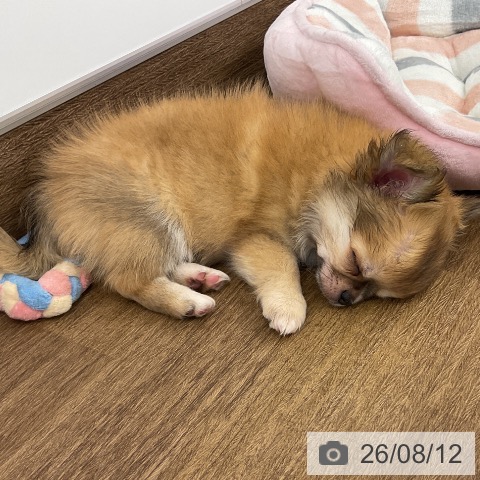 千葉県のチワワ(ロング) (ペッツワン 千葉ニュータウン店/2026年6月9日生まれ/男の子/レッドホワイト)の子犬の3枚目の画像
