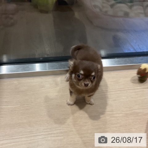 埼玉県のチワワ(ロング) (ペットプラス コクーンシティ店/2026年6月9日生まれ/女の子/チョコレートタンホワイト)の子犬の3枚目の画像