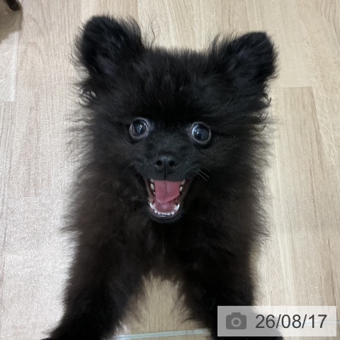 ポメラニアンの写真