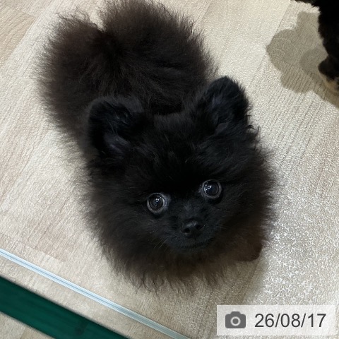宮城県のポメラニアン (ペットプラス 名取店/2026年5月31日生まれ/男の子/ブラック)の子犬の4枚目の画像