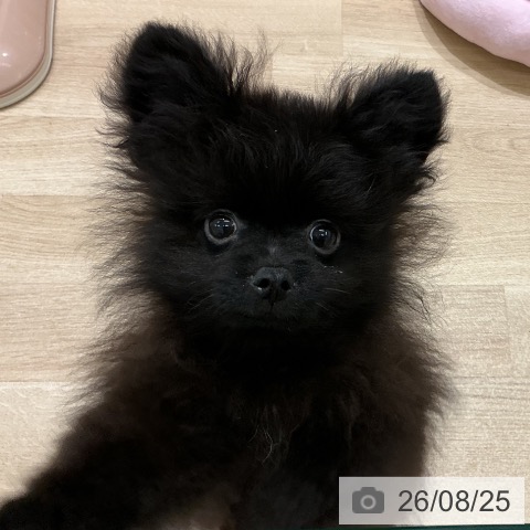 宮城県のポメラニアン (ペットプラス 名取店/2026年5月31日生まれ/男の子/ブラック)の子犬の4枚目の画像