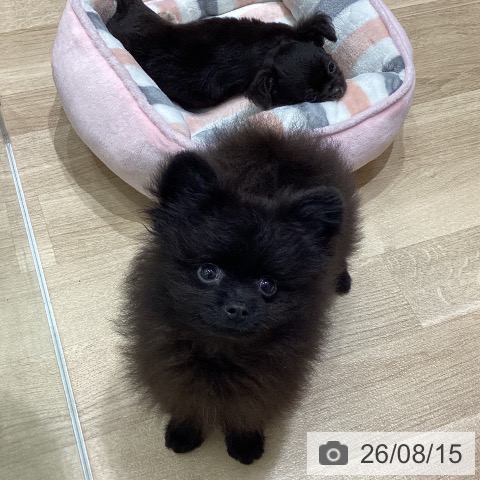 宮城県のポメラニアン (ペットプラス 仙台泉大沢店/2026年5月31日生まれ/男の子/ブラック)の子犬の3枚目の画像