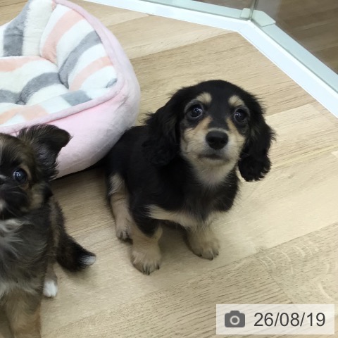 福島県のカニンヘンダックスフンド(ロング) (ペットプラス 福島店/2026年6月10日生まれ/男の子/ブラックイエロー)の子犬の3枚目の画像
