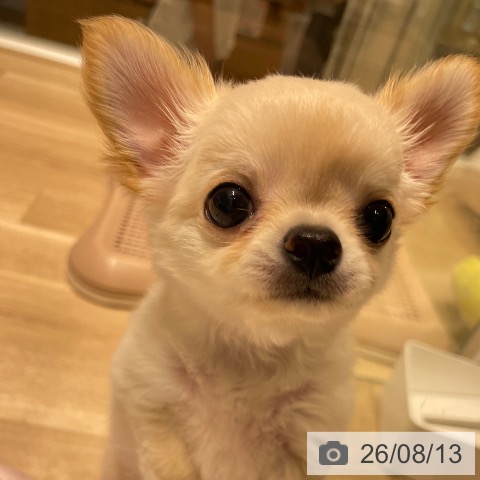 長野県のチワワ(ロング) (ペットプラス 須坂店/2026年6月9日生まれ/男の子/クリームホワイト)の子犬の4枚目の画像