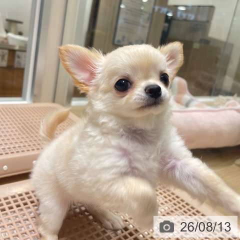 長野県のチワワ(ロング) (ペットプラス 須坂店/2026年6月9日生まれ/男の子/クリームホワイト)の子犬の3枚目の画像