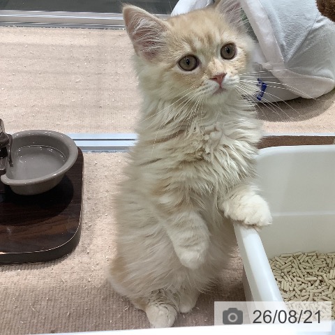 長野県のマンチカン (ペットプラス 松本店/2026年5月30日生まれ/男の子/クリームタビーホワイト)の子猫の3枚目の画像