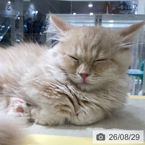 長野県のマンチカン (ペットプラス 松本店/2026年5月30日生まれ/男の子/クリームタビーホワイト)の子猫の3枚目の画像