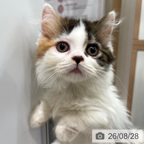 埼玉県のマンチカン (ペットプラス ららぽーと富士見店/2026年6月7日生まれ/女の子/キャリコ)の子猫の4枚目の画像