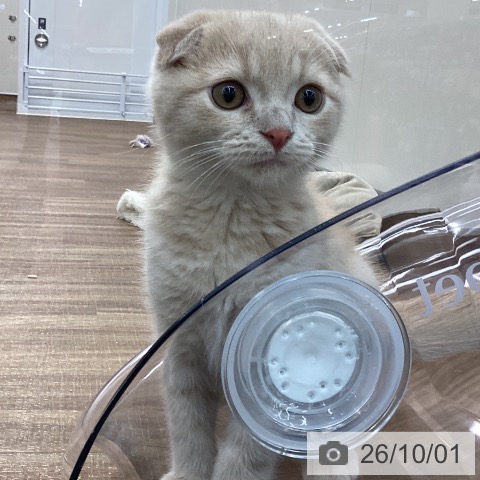 茨城県のスコティッシュフォールド (ペッツワン 阿見店/2026年6月8日生まれ/男の子/クリームタビー)の子猫の4枚目の画像