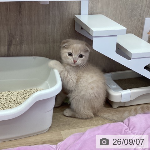 茨城県のスコティッシュフォールド (ペッツワン 阿見店/2026年6月8日生まれ/男の子/クリームタビー)の子猫の3枚目の画像