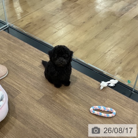 埼玉県のトイプードル(トイ) (ペッツワン 吉川美南店/2026年6月10日生まれ/男の子/ブラック)の子犬の3枚目の画像