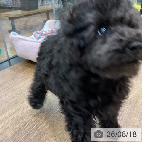 埼玉県のトイプードル(トイ) (ペッツワン 吉川美南店/2026年6月10日生まれ/男の子/ブラック)の子犬の3枚目の画像