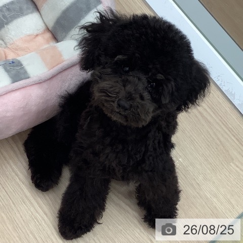 埼玉県のトイプードル(トイ) (ペットプラス 川口店/2026年6月10日生まれ/男の子/ブラック)の子犬の3枚目の画像