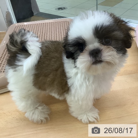 埼玉県のシーズー (ペットプラス 羽生店/2026年6月10日生まれ/男の子/ゴールドホワイト)の子犬の4枚目の画像