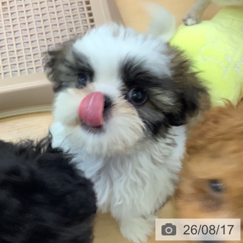 埼玉県のシーズー (ペットプラス 羽生店/2026年6月10日生まれ/男の子/ゴールドホワイト)の子犬の3枚目の画像
