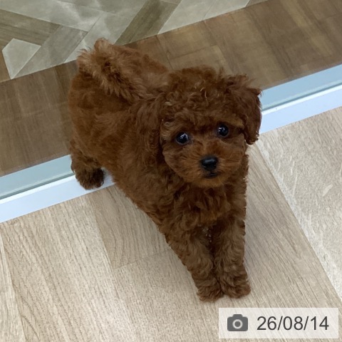 福島県のトイプードル(トイ) (ペットプラス 福島店/2026年6月6日生まれ/女の子/レッド)の子犬の3枚目の画像