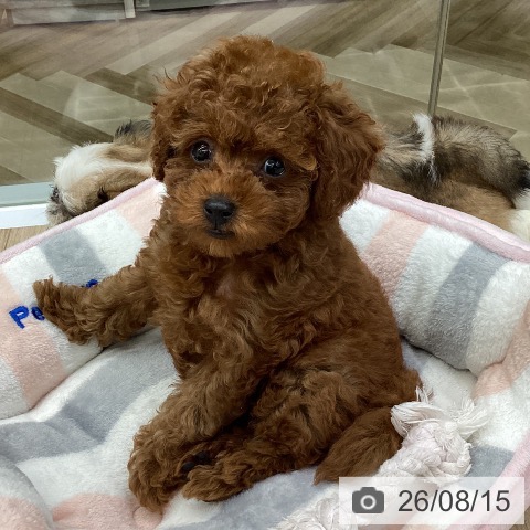 福島県のトイプードル(トイ) (ペットプラス 福島店/2026年6月6日生まれ/女の子/レッド)の子犬の3枚目の画像