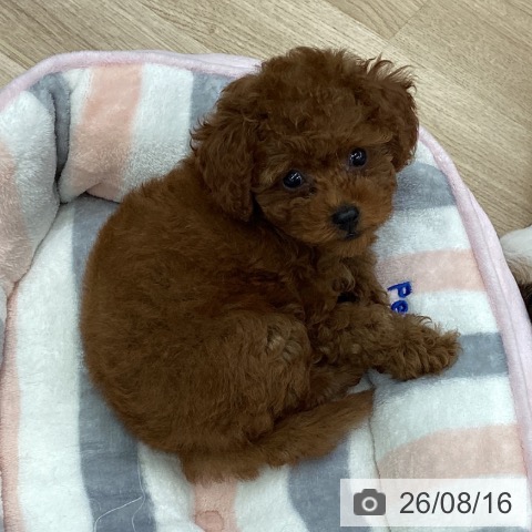 福島県のトイプードル(トイ) (ペットプラス 福島店/2026年6月6日生まれ/女の子/レッド)の子犬の3枚目の画像