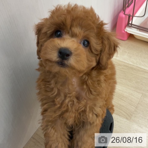 長野県のトイプードル(トイ) (ペットプラス 上田店/2026年6月9日生まれ/男の子/レッド)の子犬の4枚目の画像