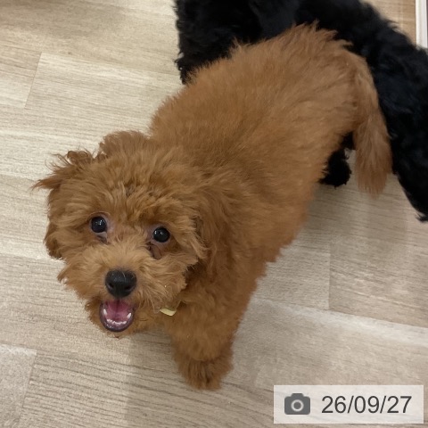長野県のトイプードル(トイ) (ペットプラス 上田店/2026年6月9日生まれ/男の子/レッド)の子犬の4枚目の画像