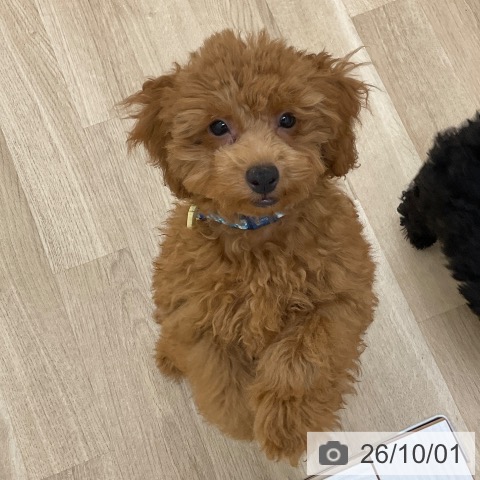 長野県のトイプードル(トイ) (ペットプラス 上田店/2026年6月9日生まれ/男の子/レッド)の子犬の4枚目の画像