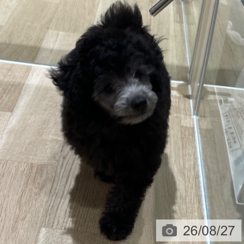 埼玉県のトイプードル(トイ) (ペットプラス ららぽーと富士見店/2026年6月10日生まれ/男の子/グレー)の子犬の3枚目の画像