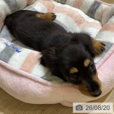 新潟県のミニチュアダックスフンド(ロング) (ペットプラス 新潟亀田インター店/2026年6月10日生まれ/女の子/ブラックタン)の子犬の4枚目の画像