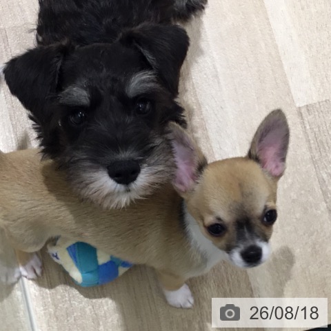 宮城県のミニチュアシュナウザー (ペットプラス 仙台上杉店/2026年6月8日生まれ/男の子/ブラックシルバー)の子犬の4枚目の画像