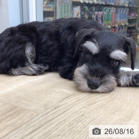 福島県のミニチュアシュナウザー (ペットプラス 福島店/2026年6月8日生まれ/女の子/ブラックシルバー)の子犬の4枚目の画像