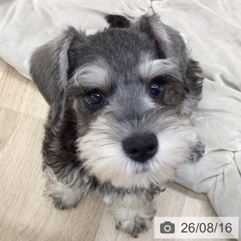 福島県のミニチュアシュナウザー (ペットプラス 福島店/2026年6月9日生まれ/男の子/ソルトペッパー)の子犬の4枚目の画像